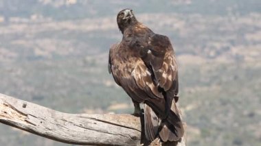 Altın Kartal 'ın yetişkin erkeği sabahın ilk ışıklarıyla, Aquila Chrysaetos