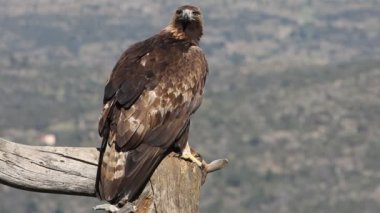Altın Kartal 'ın yetişkin erkeği sabahın ilk ışıklarıyla, Aquila Chrysaetos