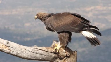 Genç dişi Altın Kartal sabahın ilk ışıklarıyla, Aquila Chrysaetos