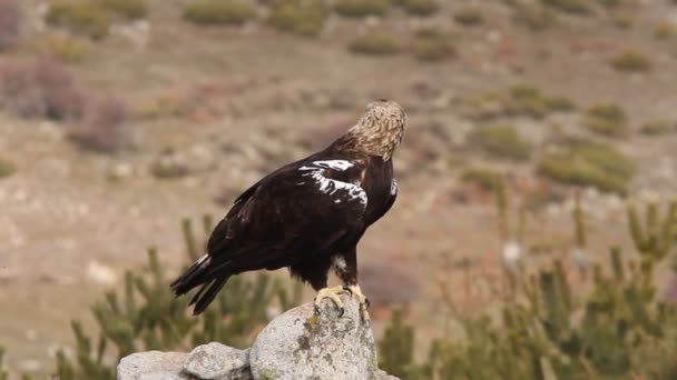 Взрослый Испанский Орел Aquila Adalberti Feles — стоковое видео