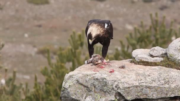 스페인어 독수리 아킬라 아달베르티 독수리 — 비디오