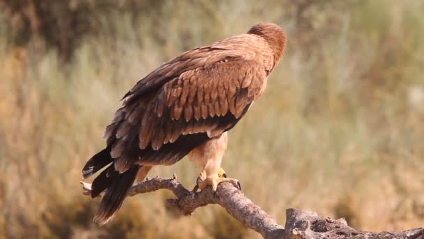 Jonge Spaanse Keizerarend Aquila Adalberti — Stockvideo