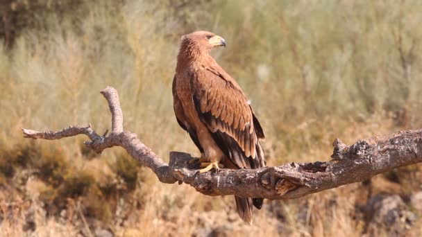 Joven Águila Imperial Española Aquila Adalberti — Vídeo de stock