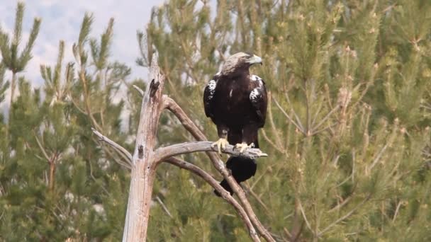 Adult Spanish Imperial Eagle Aquila Adalberti Eagles — Stock Video