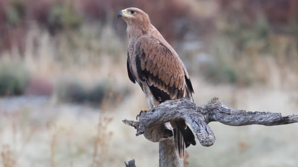 Águia Imperial Espanhola Aquila Adalberti — Vídeo de Stock