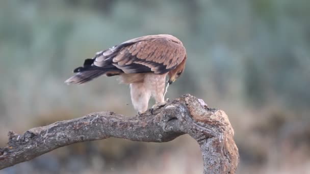 Молодий Іспанський Орел Aquila Adalberti — стокове відео