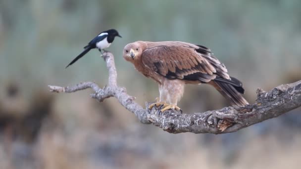 Joven Águila Imperial Española Aquila Adalberti — Vídeo de stock