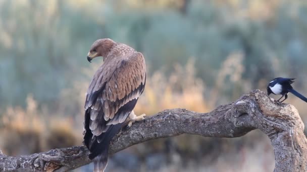 Joven Águila Imperial Española Aquila Adalberti — Vídeo de stock