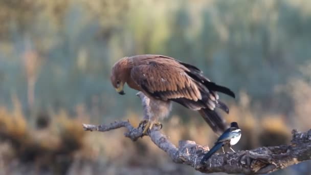 Mladý Španělský Císařský Orel Aquila Adalberti — Stock video