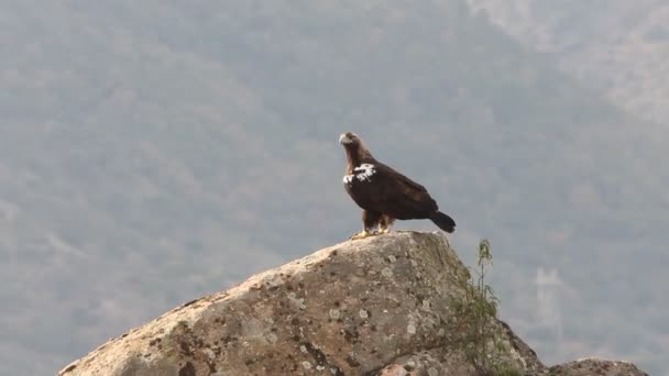 Águila Imperial Española Adulta Aquila Adalberti Águilas — Vídeo de stock