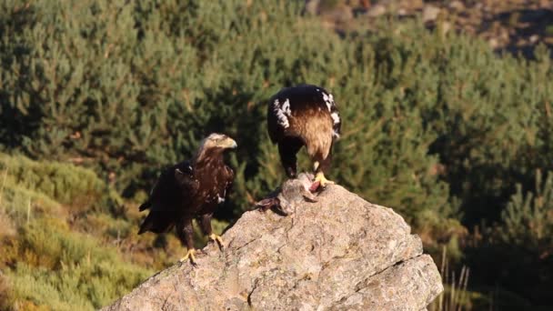 Erwachsene Männchen Und Weibchen Des Spanischen Kaiseradlers Aquila Adalberti — Stockvideo