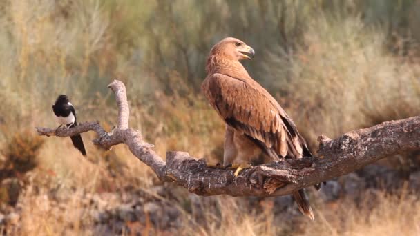 Joven Águila Imperial Española Aquila Adalberti — Vídeo de stock