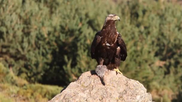 Adult Spanish Imperial Eagle Aquila Adalberti Eagles — Stock Video