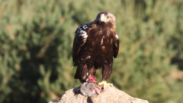 Yetişkin Spanyol Mparatorluk Kartalı Aquila Adalberti Kartallar — Stok video