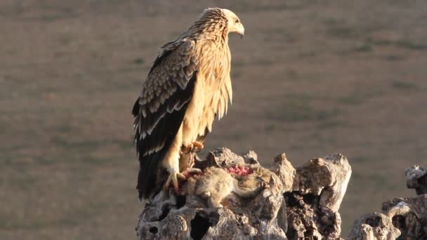 Zweijähriger Spanischer Kaiseradler Aquila Adalberti — Stockvideo