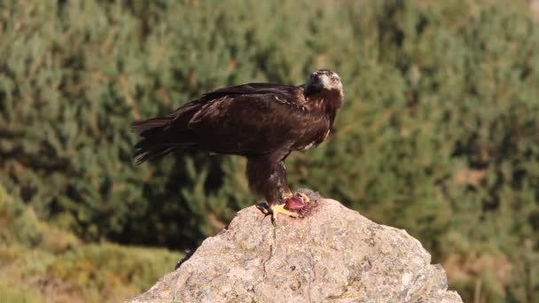 Hombre Adulto Águila Imperial Española Aquila Adalberti — Vídeos de Stock