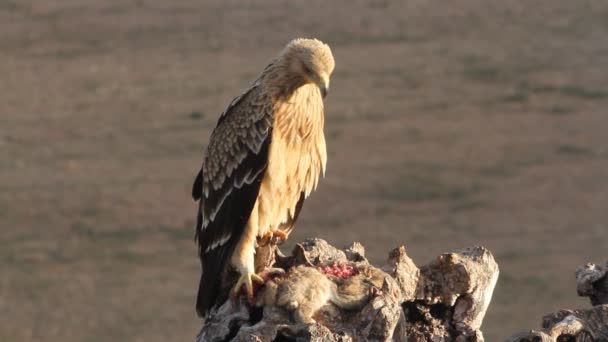 Zweijähriger Spanischer Kaiseradler Aquila Adalberti — Stockvideo