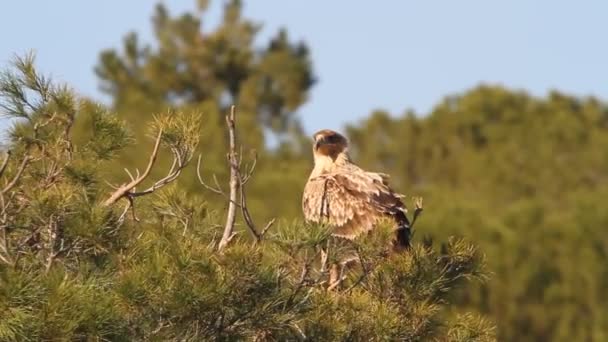 Giovane Aquila Imperiale Spagnola Aquila Adalberti — Video Stock