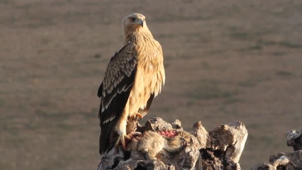 Young Spanish Imperial Eagle Raptor Falcon Eagles Aquila Adalberti — Stock Video