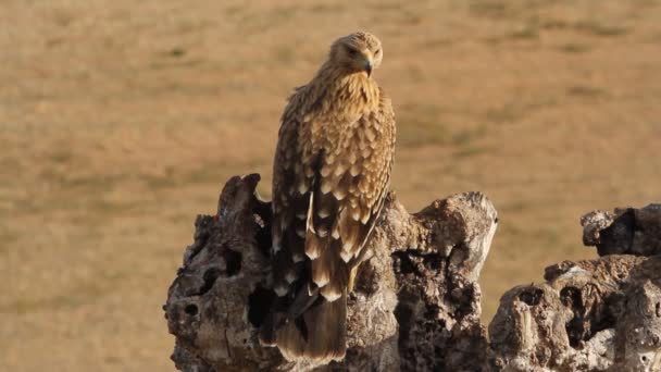 Young Spanish Imperial Eagle Raptor Falcon Eagles Aquila Adalberti — Stock Video