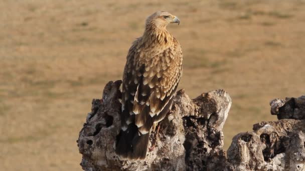 Young Spanish Imperial Eagle Raptor Falcon Eagles Aquila Adalberti — ストック動画