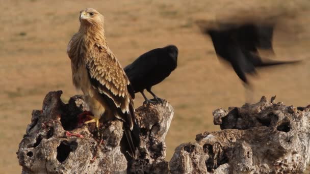 Young Spanish Imperial Eagle Raptor Falcon Eagles Aquila Adalberti — ストック動画