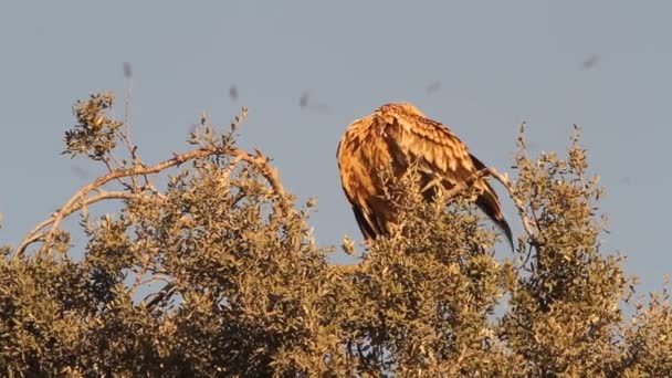 Young Spanish Imperial Eagle Raptor Falcon Eagles Aquila Adalberti — 비디오