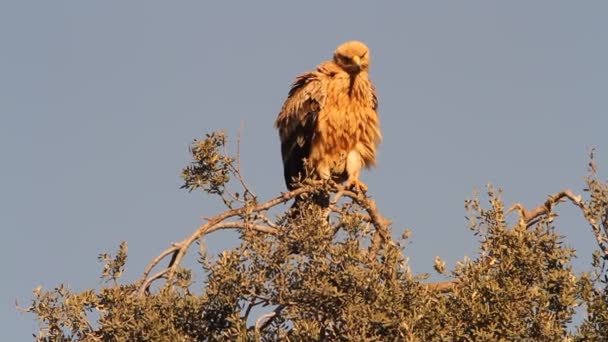 Young Spanish Imperial Eagle Raptor Falcon Eagles Aquila Adalberti — Stok video