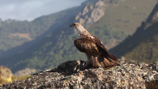 Águia Bonellis Águias Falcões Pássaros Aquila Fasciata — Vídeo de Stock