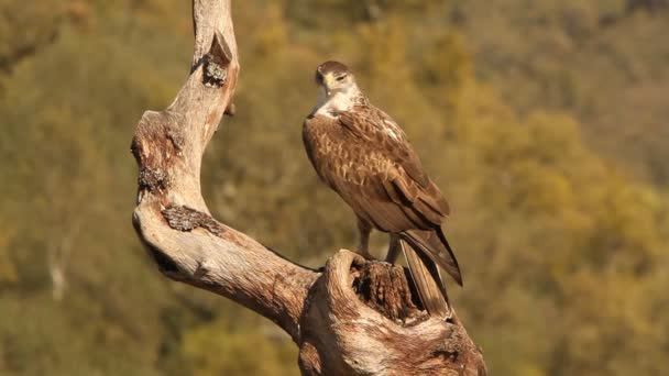 Aguilas Águilas Halcones Aves Aquila Fasciata — Vídeos de Stock
