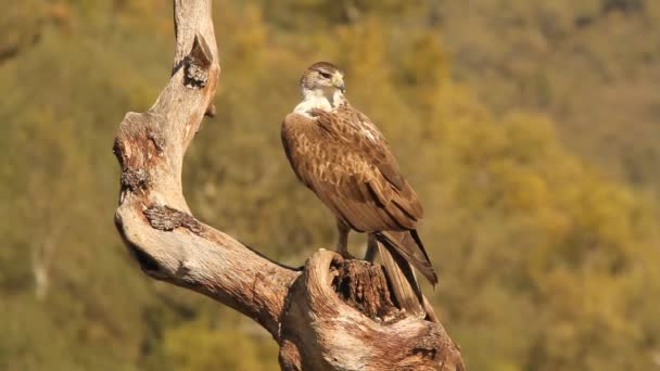 Αετός Bonellis Αετοί Γεράκια Πουλιά Aquila Fasciata — Αρχείο Βίντεο