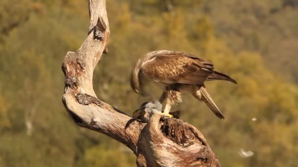 Bonellis Eagle Eagles Falcons Birds Aquila Fasciata — Stock Video