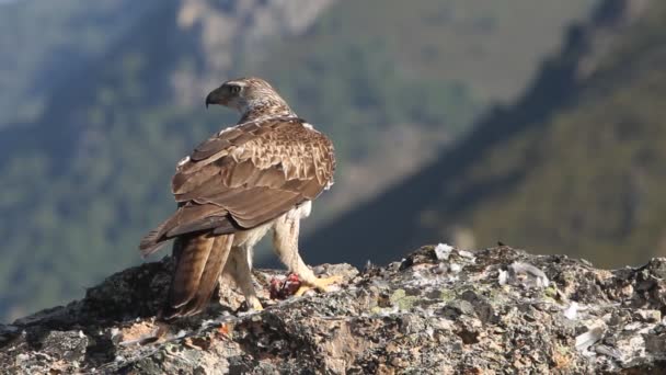 Aigles Aigles Faucons Oiseaux Aquila Fasciata — Video