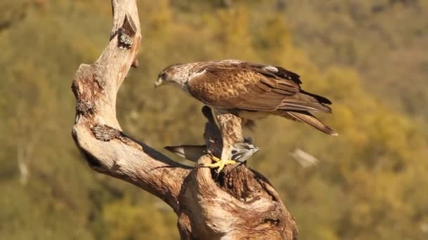 Орел Бонза Сокол Птица Aquila Fasciata — стоковое видео