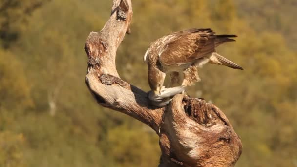 Bonellis Eagle Eagles Falcons Birds Aquila Fasciata — Stock Video