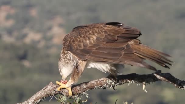 Αετός Bonellis Αετοί Γεράκια Πουλιά Aquila Fasciata — Αρχείο Βίντεο