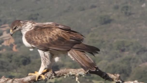 Bonellis Eagle Eagles Falcons Birds Aquila Fasciata — Stok video