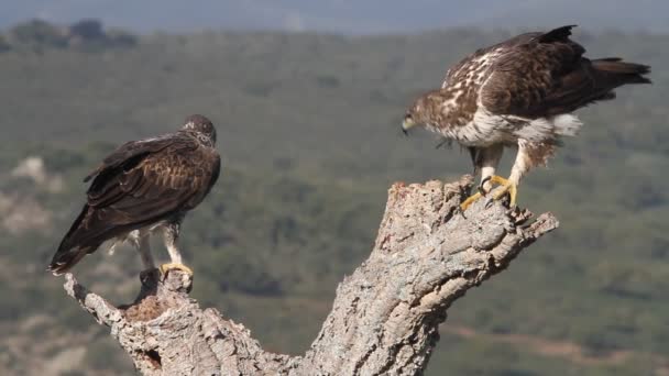 Bonellis Eagle Eagles Falcons Birds Aquila Fasciata — ストック動画