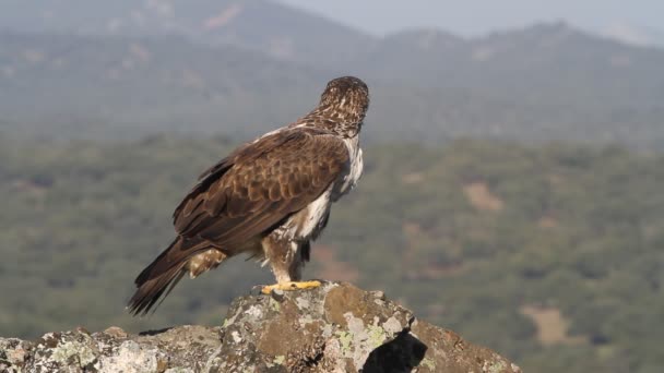 Bonellis Eagle Eagles Falcons Birds Aquila Fasciata — ストック動画