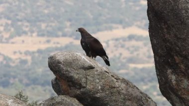 Genç dişi Altın Kartal sabahın ilk ışıklarıyla, Aquila Chrysaetos
