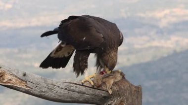 Genç dişi Altın Kartal sabahın ilk ışıklarıyla, Aquila Chrysaetos