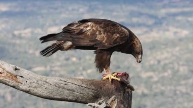 Altın Kartal 'ın yetişkin erkeği sabahın ilk ışıklarıyla, Aquila Chrysaetos