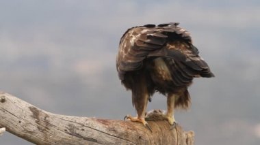 Altın Kartal 'ın yetişkin erkeği sabahın ilk ışıklarıyla, Aquila Chrysaetos