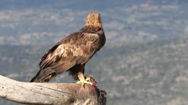 Altın Kartal 'ın yetişkin dişisi sabahın ilk ışıklarıyla, Aquila Chrysaetos