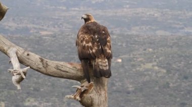 Altın Kartal 'ın yetişkin dişisi sabahın ilk ışıklarıyla, Aquila Chrysaetos
