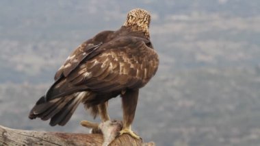 Altın Kartal 'ın yetişkin erkeği sabahın ilk ışıklarıyla, Aquila Chrysaetos