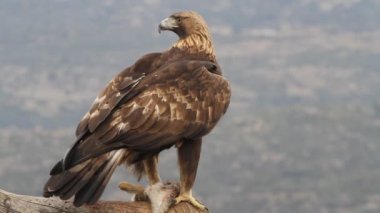 Altın Kartal 'ın yetişkin erkeği sabahın ilk ışıklarıyla, Aquila Chrysaetos