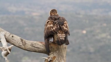 Altın Kartal 'ın yetişkin erkeği sabahın ilk ışıklarıyla, Aquila Chrysaetos