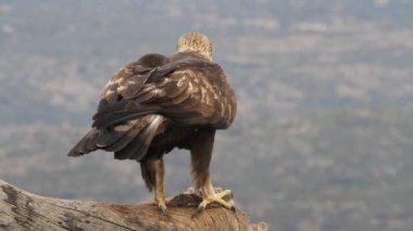 Altın Kartal 'ın yetişkin erkeği sabahın ilk ışıklarıyla, Aquila Chrysaetos