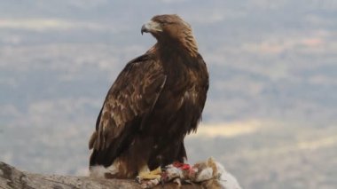 Altın Kartal 'ın yetişkin erkeği sabahın ilk ışıklarıyla, Aquila Chrysaetos